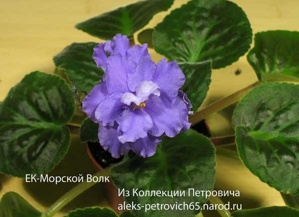 -Морской-Волк...jpg