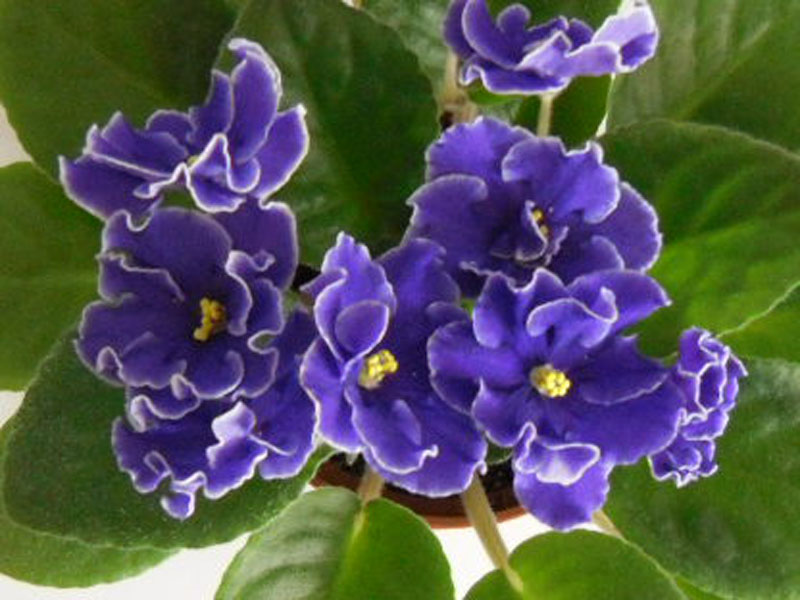 ЕК-Гарри Потер.jpg