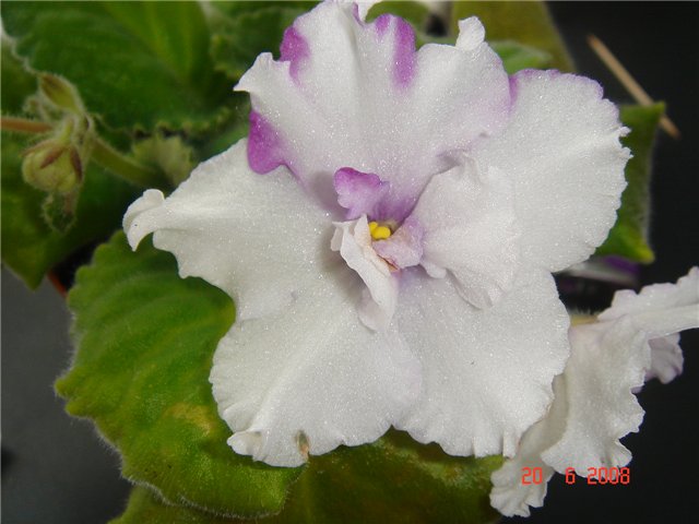 -Унесенные ветром.jpg