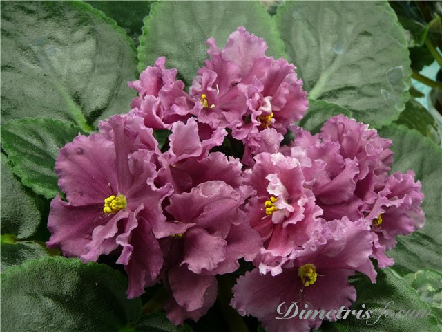 -Песня Любви..jpg