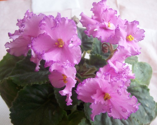 -Алла Пугачева.jpg