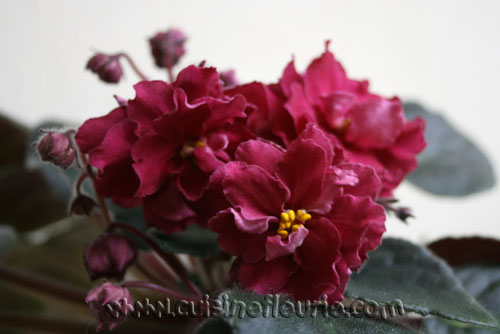 -Рябиновый Костер 5.jpg