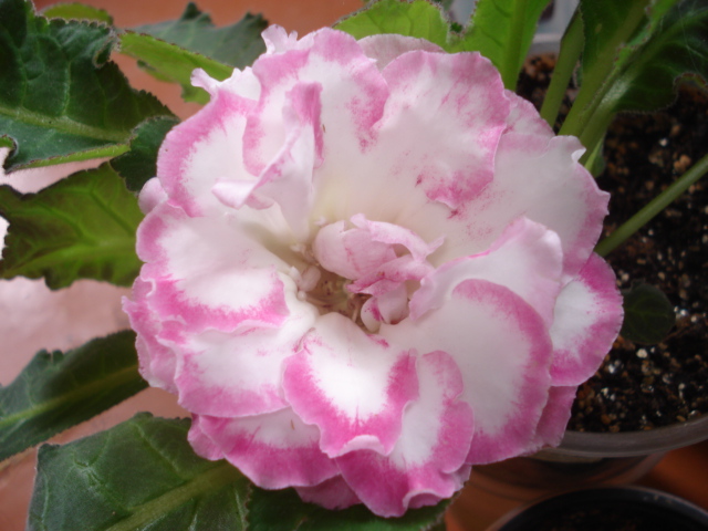 НТ- Розовая волна.JPG