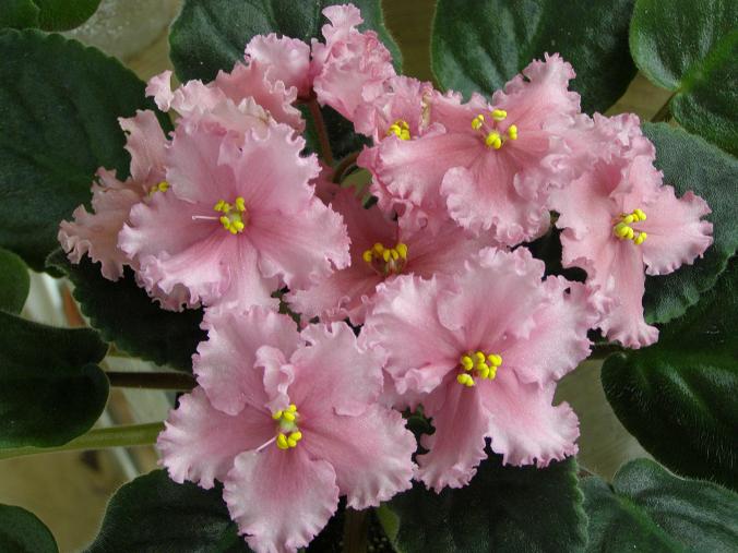 -Персиковое Сяние.JPG