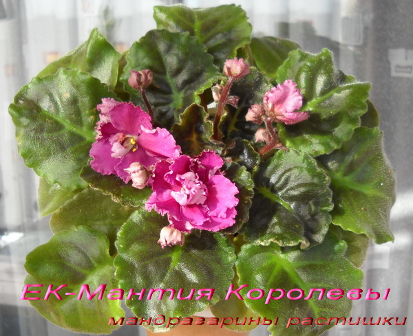 -Мантия Королевы.jpg