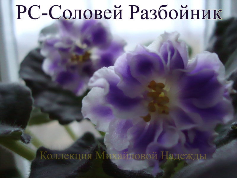 _Соловей Разбойник.JPG