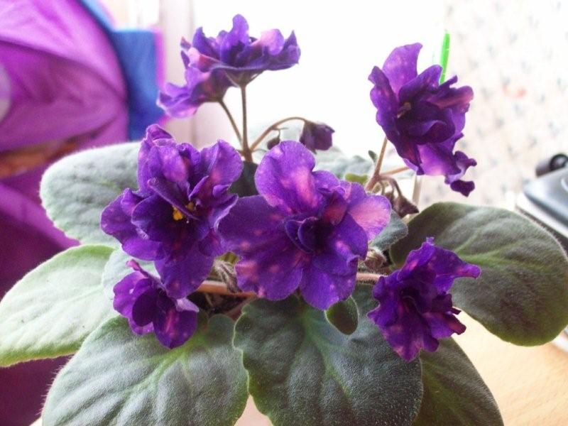 ( Архипов ).jpg