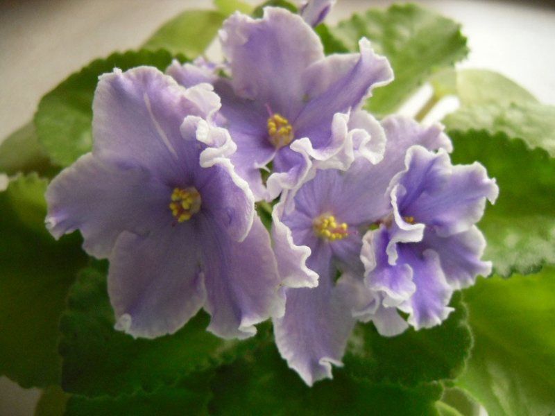 ЛЕ-Лунные Грёзы.jpg