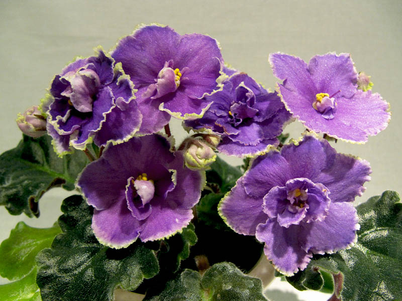 -Голубые омуты.jpg