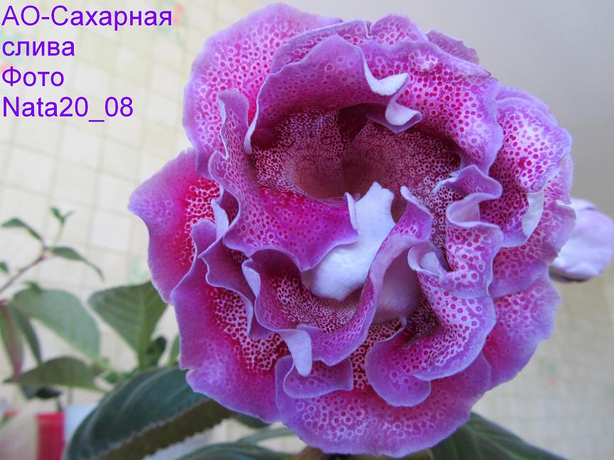 -Сахарная слива+.JPG