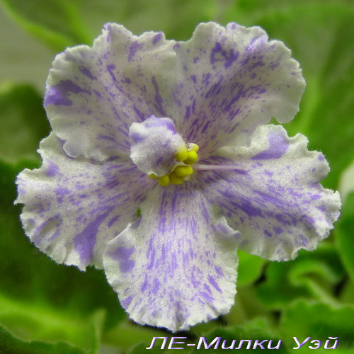 -Милки Уэй.jpg