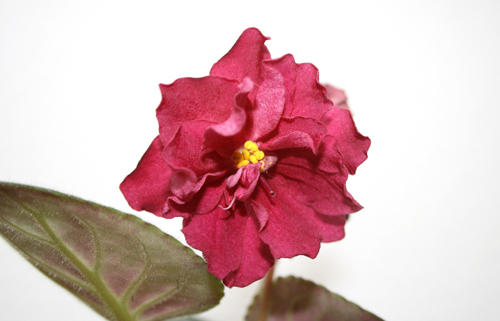 -Рябиновый Костер.jpg