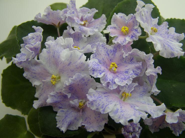 -Милки Уэй.JPG