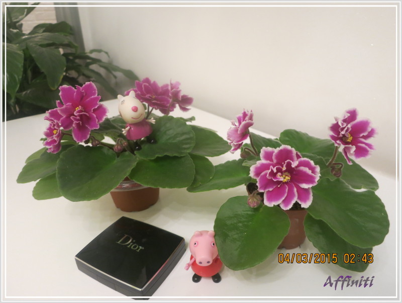 ЛЕ-Фуксиевая Балерина вместе.JPG