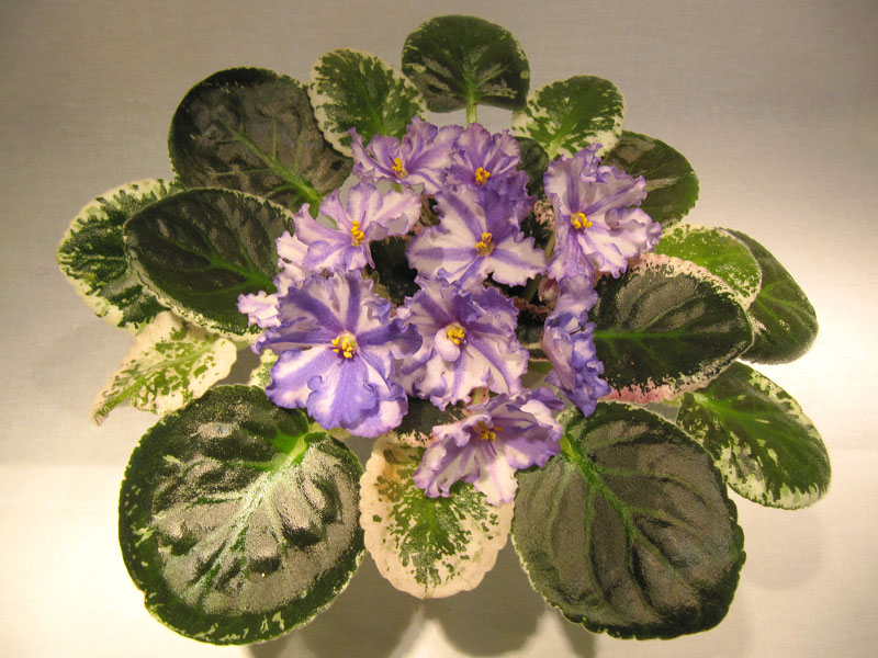 -Колесо Фортуны (химера).jpg