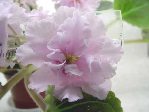 -Розовые Сны--.jpg