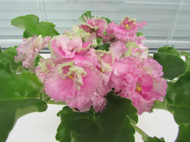 ЛЕ-Зелёная Роза крупныый план3.jpg