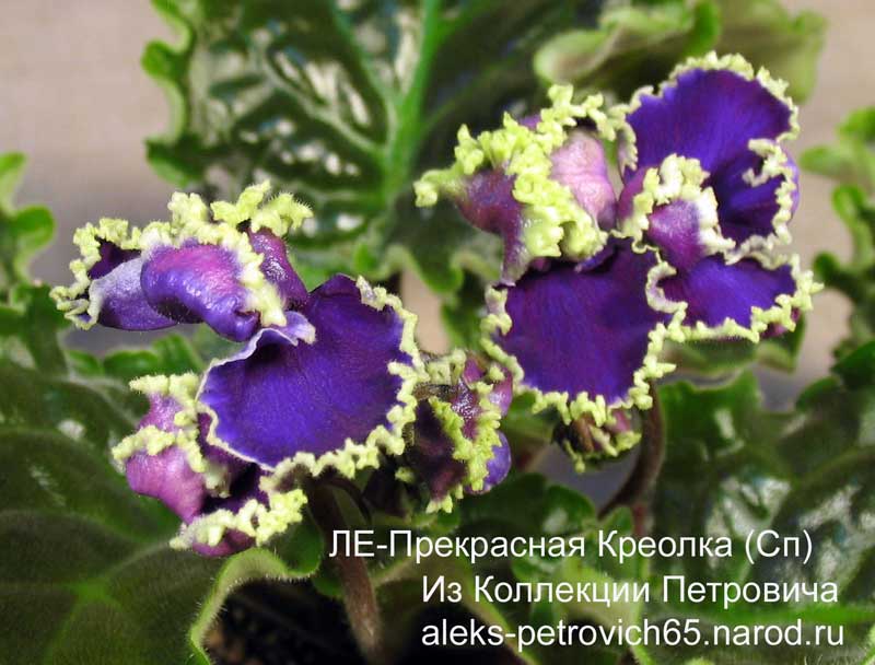 -Прекрасная-Креолка-(Сп).jpg