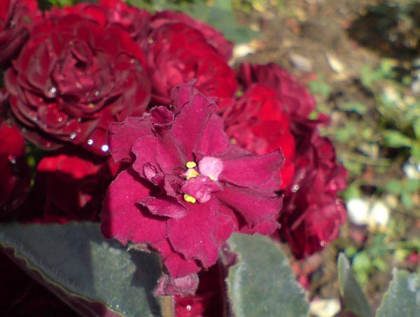 -Красный Бархат и Лаваглю.jpg