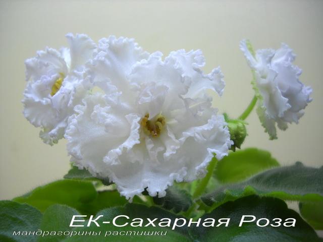 ЕК-Сахарная Роза f.jpg