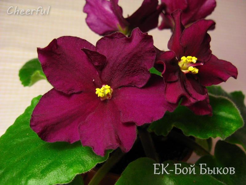 ЕК-Бой Быков iii.jpg