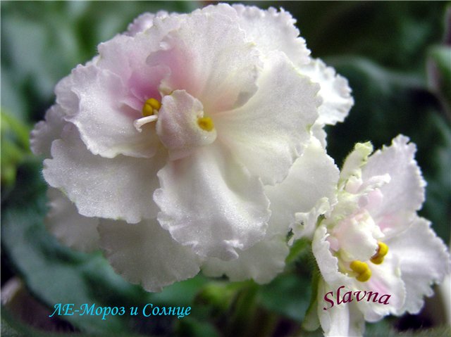 -Мороз и солнце.jpg