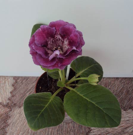 АО-Валерия, первое цветение.JPG