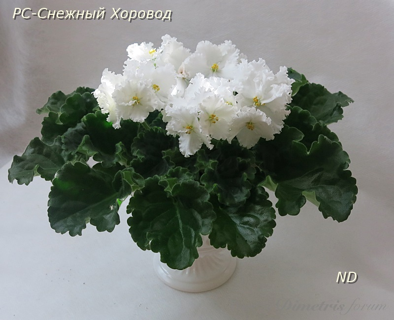 РС-Снежный Хоровод1.JPG