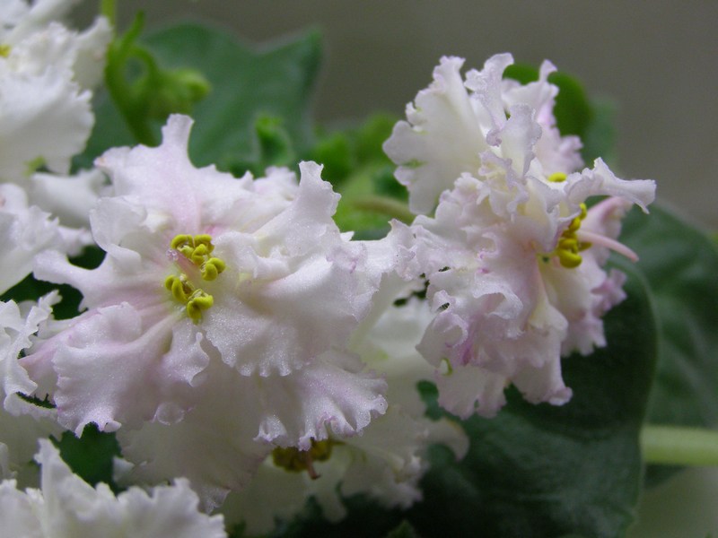 -Солнечная Девочка2.jpg