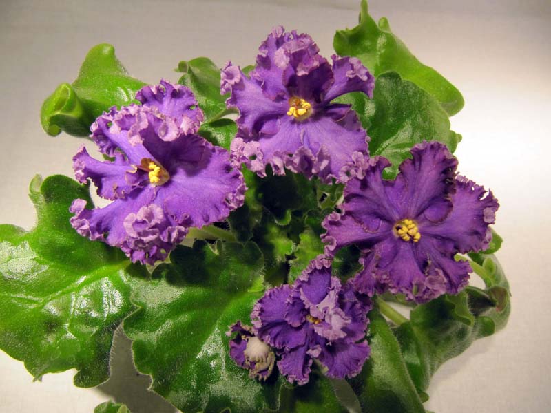 -Морское чудо3.jpg