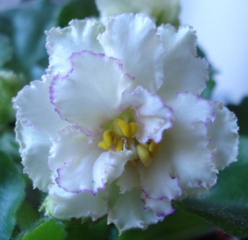 - солнечная девочка 004.JPG