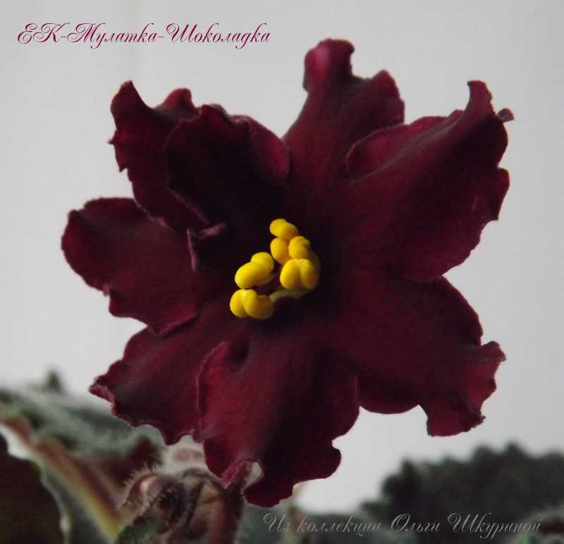 ЕК-Мулатка -Шоколадка (1)ф.jpg