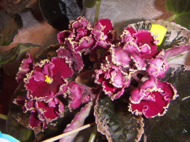 -Морская Звезда.JPG