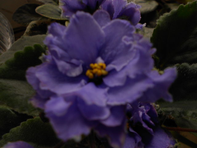 - Бирюзовая медуза.jpeg