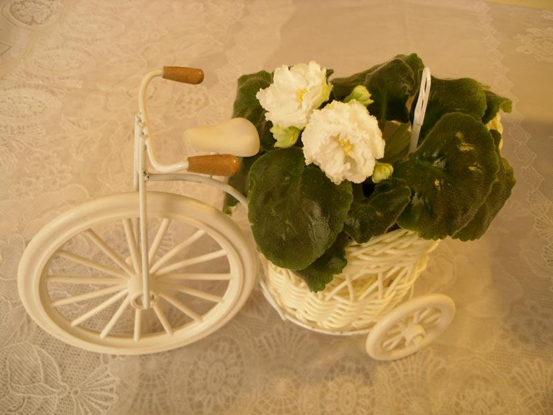 приехала своим ходом.jpg