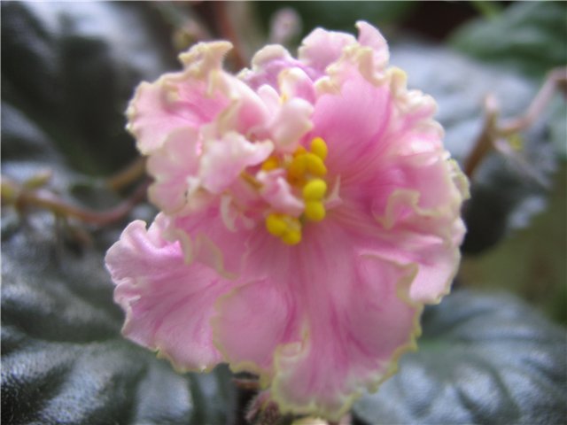 -Поле Чудес (Лебецкая).jpg