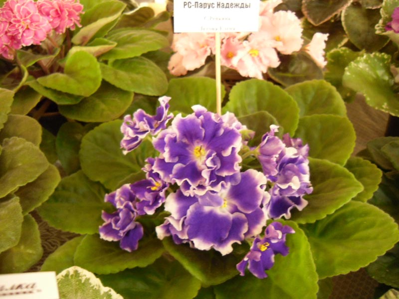 РС-Парус Надежды (спорт).jpg