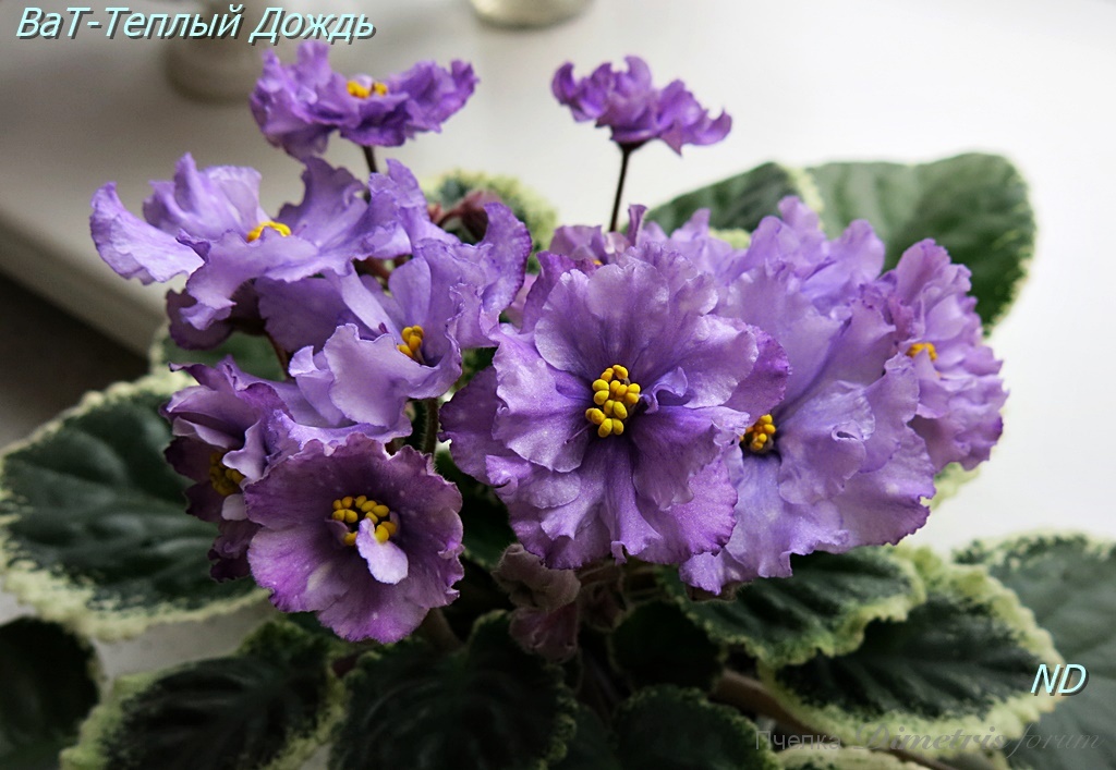 -Теплый Дождь2.JPG