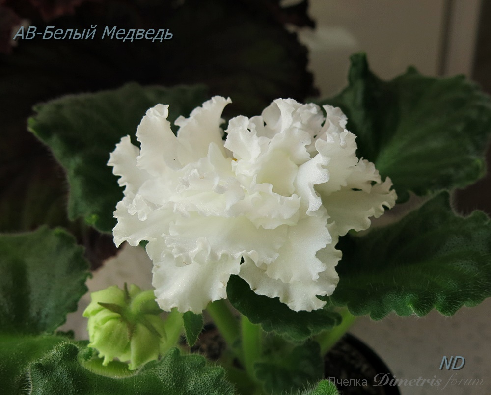 -Белый Медведь3.JPG