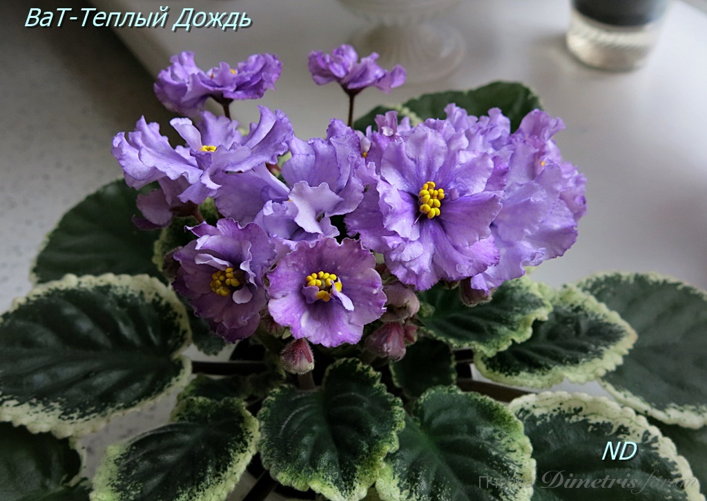 -Теплый Дождь4.JPG