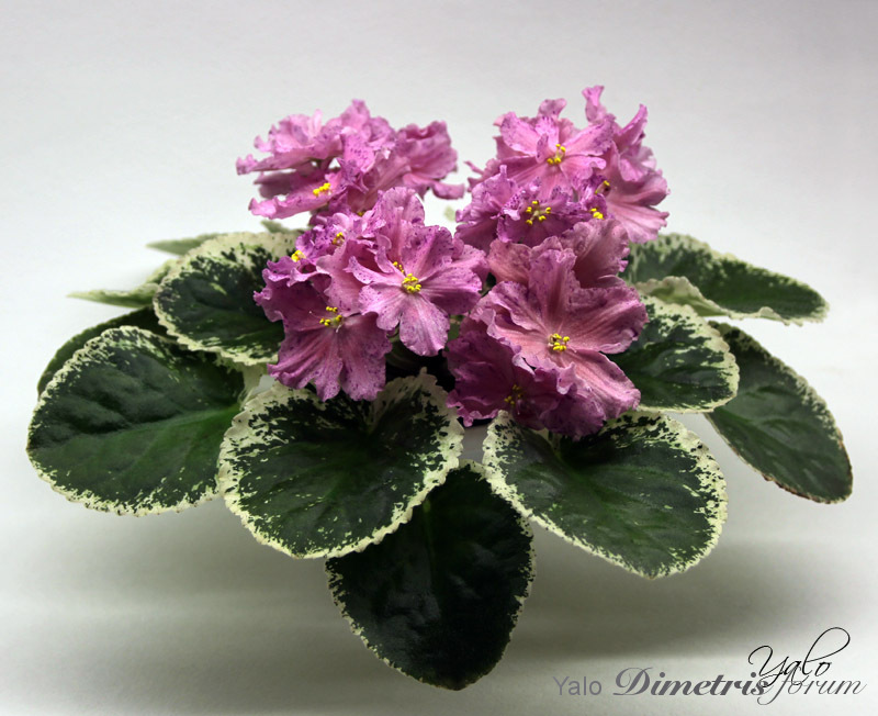 -Ирония Судьбы.jpg