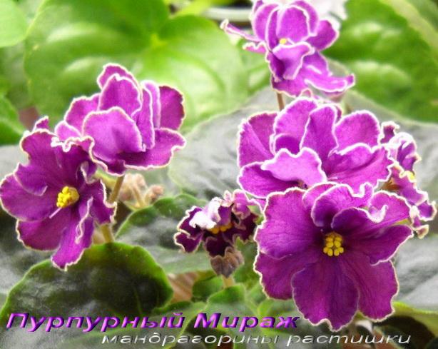 Пурпурный Мираж аf.jpg