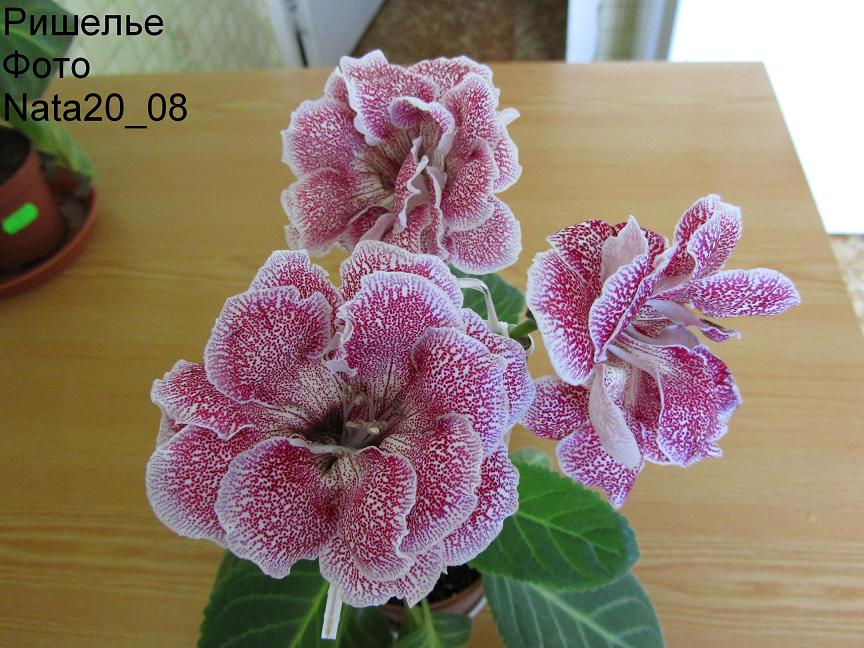 -второе цветение2+.JPG