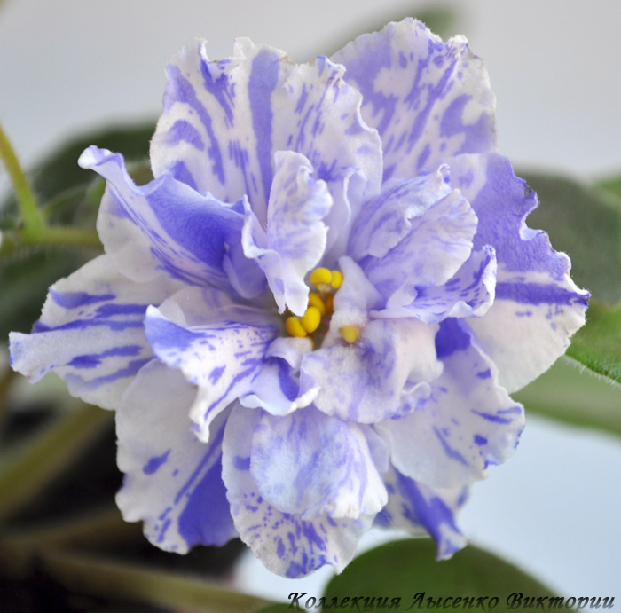 РС-Морская Принцесса.JPG