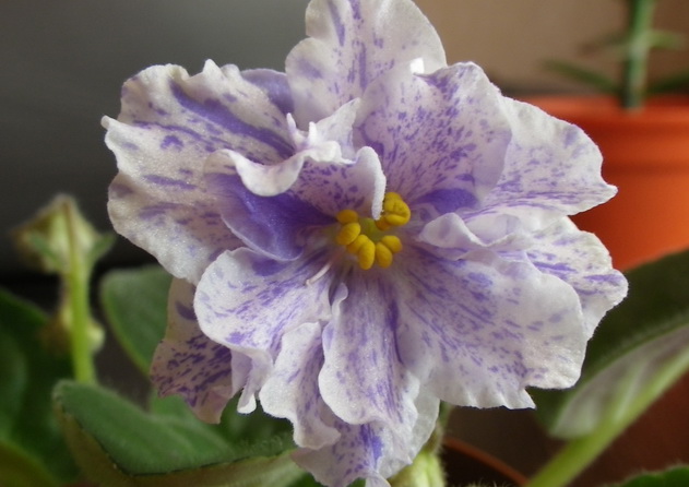 - Морская Принцесса.jpg