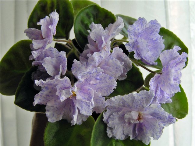 рс-морская принцесса Репкина1.jpg