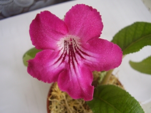  первое цветение.jpg