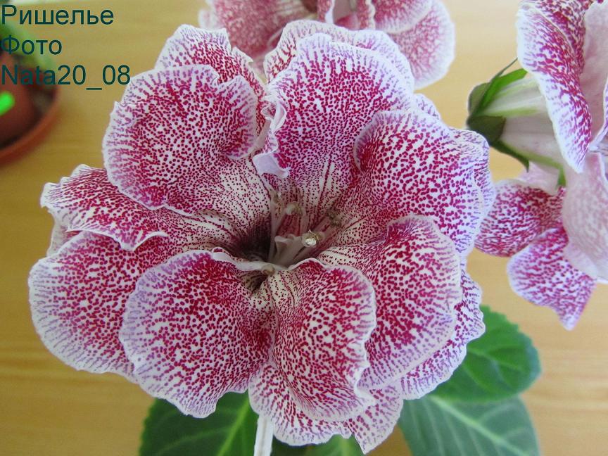 -второе цветение+.JPG