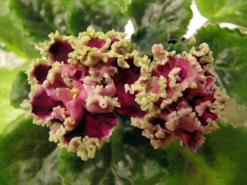 -Каменный цветок.jpg