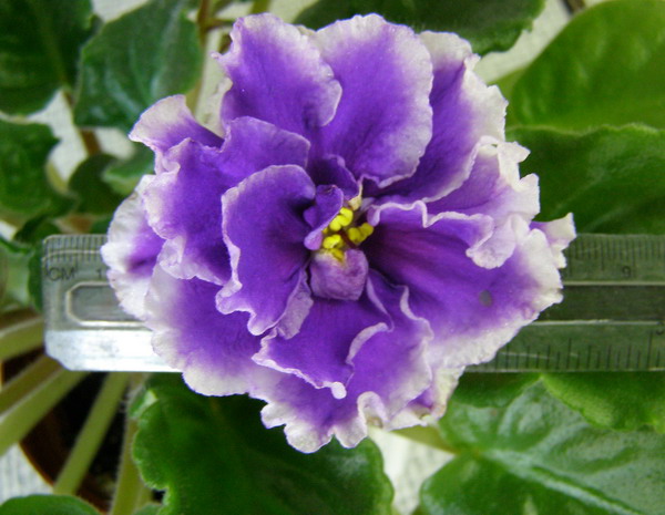 -Властелин Колец_разм.jpg